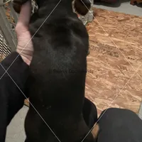 Black & Tan, a male Dachshund for sale in Waterford, MI – 2 of 2