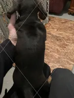 Black & Tan, a male Dachshund for sale in Waterford, MI – Photo 2 of 2