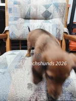 Big Red, a female Miniature Dachshund for sale in Waterford, MI – 3 of 3
