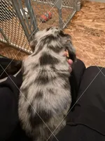 Blue Dapple Male Long Hair, a male Dachshund for sale in Waterford, MI – Photo 2 of 2