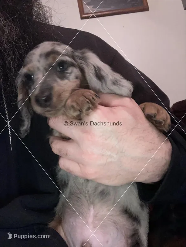 Blue Dapple Male Long Hair, a male Dachshund for sale in Waterford, MI – Photo 1 of 2