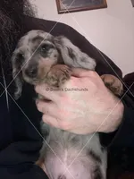 Blue Dapple Male Long Hair, a male Dachshund for sale in Waterford, MI – Photo 1 of 2