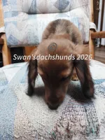 Miss Little Red, a female Dachshund for sale in Waterford, MI – 3 of 6