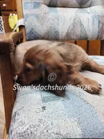 Mr Big Red, a male Dachshund for sale in Waterford, MI – 4 of 5