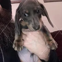 Blue & Tan, a male Dachshund for sale in Waterford, MI – 1 of 2