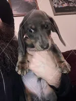 Blue & Tan, a male Dachshund for sale in Waterford, MI – Photo 1 of 2