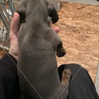 Blue & Tan, a male Dachshund for sale in Waterford, MI – 2 of 2