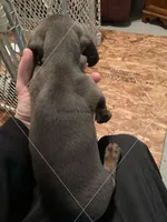 Blue & Tan, a male Dachshund for sale in Waterford, MI – Photo 2 of 2