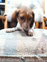 Miss Pie Bald, a female Miniature Dachshund for sale in Waterford, MI – 1 of 2