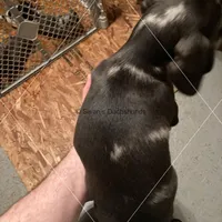 Blue Dapple Male, a male Dachshund for sale in Waterford, MI – Photo 2 of 2