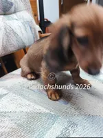 Miss Little Red, a female Dachshund for sale in Waterford, MI – 4 of 6