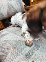 Miss Pie Bald, a female Miniature Dachshund for sale in Waterford, MI – 5 of 6