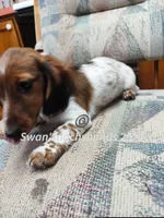 Miss Pie Bald, a female Miniature Dachshund for sale in Waterford, MI – 4 of 6