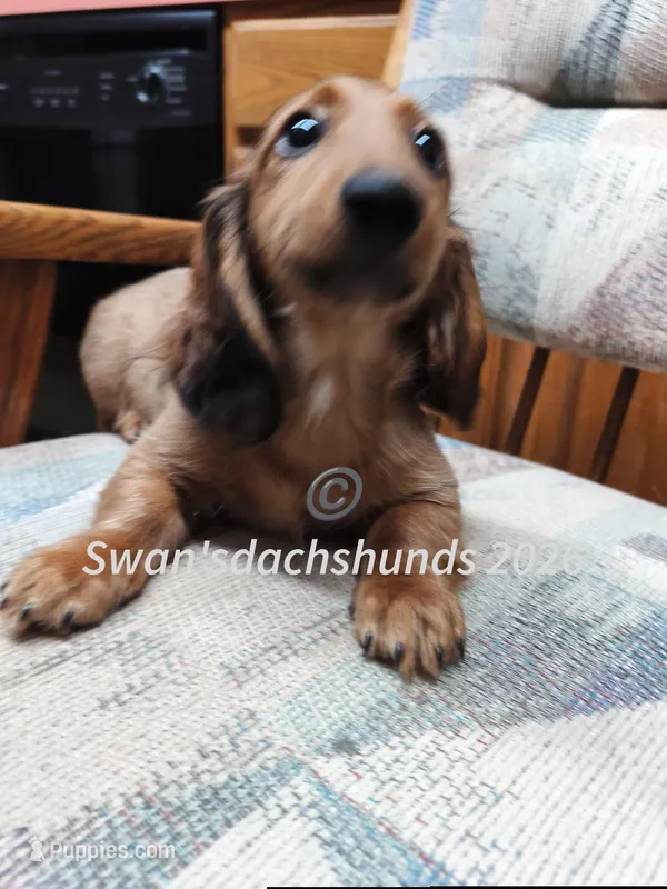 Mr Big Red – Dachshund puppy for sale in Waterford, MI
