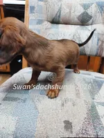 Big Red, a female Miniature Dachshund for sale in Waterford, MI – 5 of 6