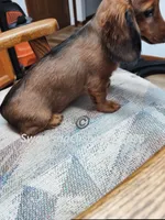Miss Little Red, a female Dachshund for sale in Waterford, MI – 5 of 6