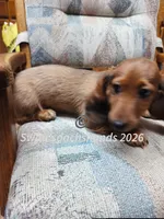 Mr Big Red, a male Dachshund for sale in Waterford, MI – 2 of 5
