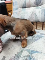 Miss Little Red, a female Dachshund for sale in Waterford, MI – 2 of 6