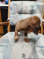 Big Red, a female Miniature Dachshund for sale in Waterford, MI – 6 of 6
