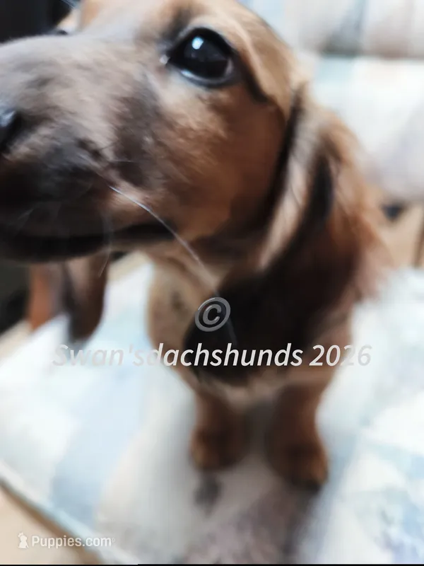 Mr. N95 – Dachshund puppy for sale in Waterford, MI