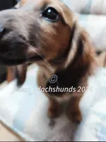 Mr. N95, a male Dachshund for sale in Waterford, MI – 1 of 5