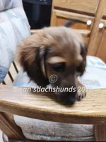 Mr. N95, a male Dachshund for sale in Waterford, MI – 2 of 5