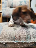 Miss Pie Bald, a female Miniature Dachshund for sale in Waterford, MI – 2 of 2