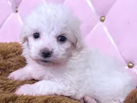 Grace, a female Maltese for sale in Inman, SC – 8 of 10