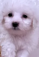 Nick, a male Maltese for sale in Inman, SC – 3 of 8