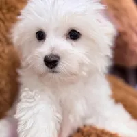 Leo, a male Maltese for sale in Inman, SC – Photo 1 of 7