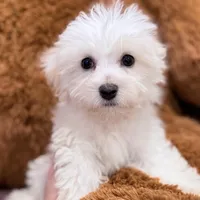 Leo, a male Maltese for sale in Inman, SC – Photo 3 of 7