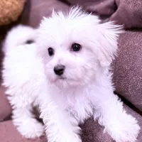 Leo, a male Maltese for sale in Inman, SC – Photo 2 of 7