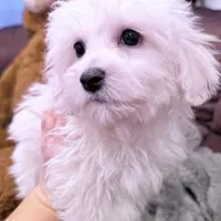 Leo, a male Maltese for sale in Inman, SC – Photo 6 of 7