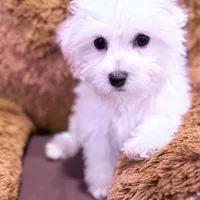 Leo, a male Maltese for sale in Inman, SC – Photo 4 of 7