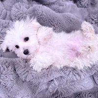 Leo, a male Maltese for sale in Inman, SC – Photo 7 of 7