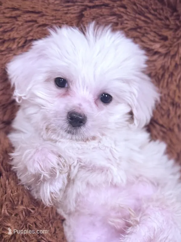 Sam – Maltese puppy for sale in Inman, SC