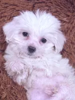Sam, a male Maltese for sale in Inman, SC – Photo 1 of 6