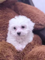 Sam, a male Maltese for sale in Inman, SC – Photo 5 of 6