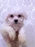 Sam, a male Maltese for sale in Inman, SC – Photo 6 of 6
