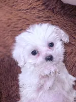 Sam, a male Maltese for sale in Inman, SC – Photo 4 of 6