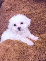 Sam, a male Maltese for sale in Inman, SC – Photo 3 of 6