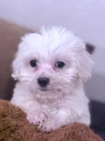 Sam, a male Maltese for sale in Inman, SC – Photo 2 of 6
