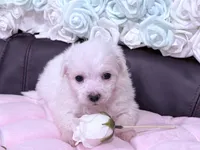Rosie , a female Maltese for sale in Inman, SC – 4 of 10