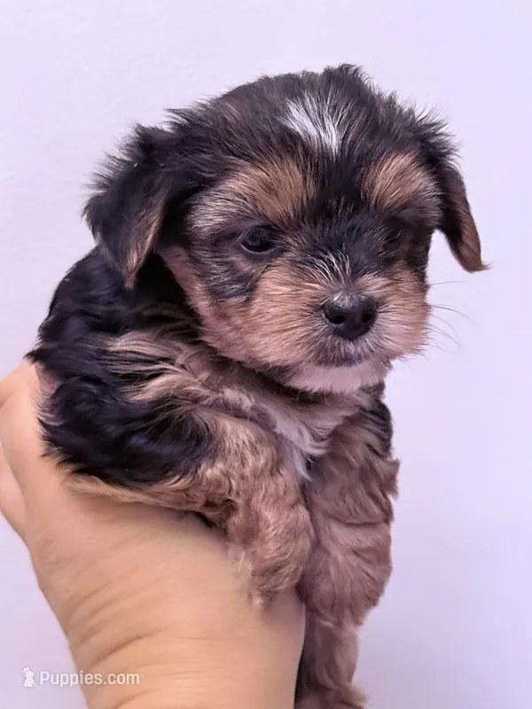 Monica – Yorkshire Terrier puppy for sale in Inman, SC