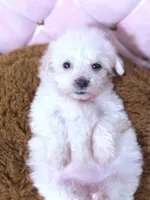 Grace, a female Maltese for sale in Inman, SC – 3 of 10