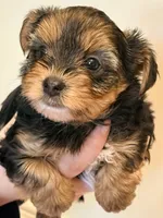 Nick, a male Morkie for sale in Inman, SC – 3 of 7
