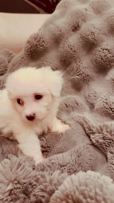 Nick, a male Maltese for sale in Inman, SC – 6 of 8
