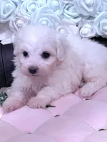 Lucy , a female Maltese for sale in Inman, SC – 5 of 9