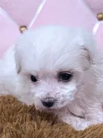 Mary, a female Maltese for sale in Inman, SC – 3 of 8