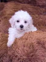 Luna, a female Maltese for sale in Inman, SC – Photo 1 of 3